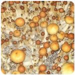 Псилоцибиновые (галлюциногенные) грибы в Большом Камене Psilocybin "Golden Teacher" Псилоцибиновые (галлюциногенные) грибы в Большом Камене Psilocybin "Golden Teacher"