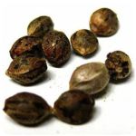 Семена марихуаны АК-47  (Seeds AK-47) в Большом Камене